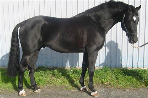 blue black horse