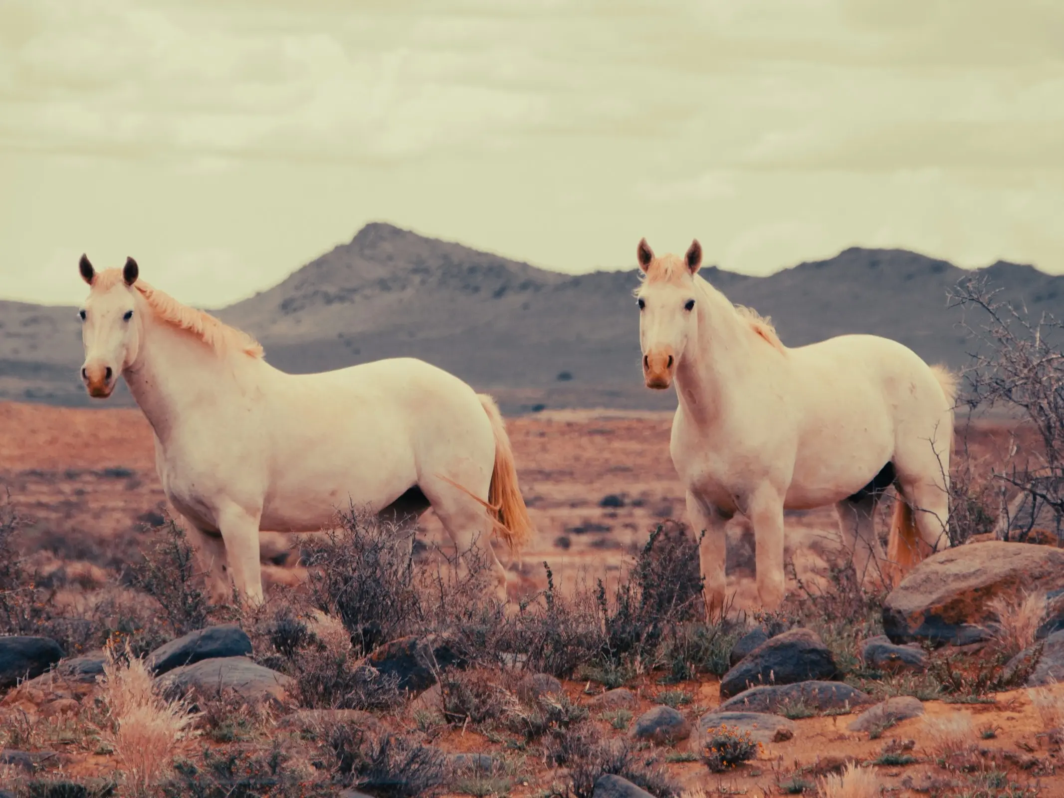 Nooitgedacht Pony