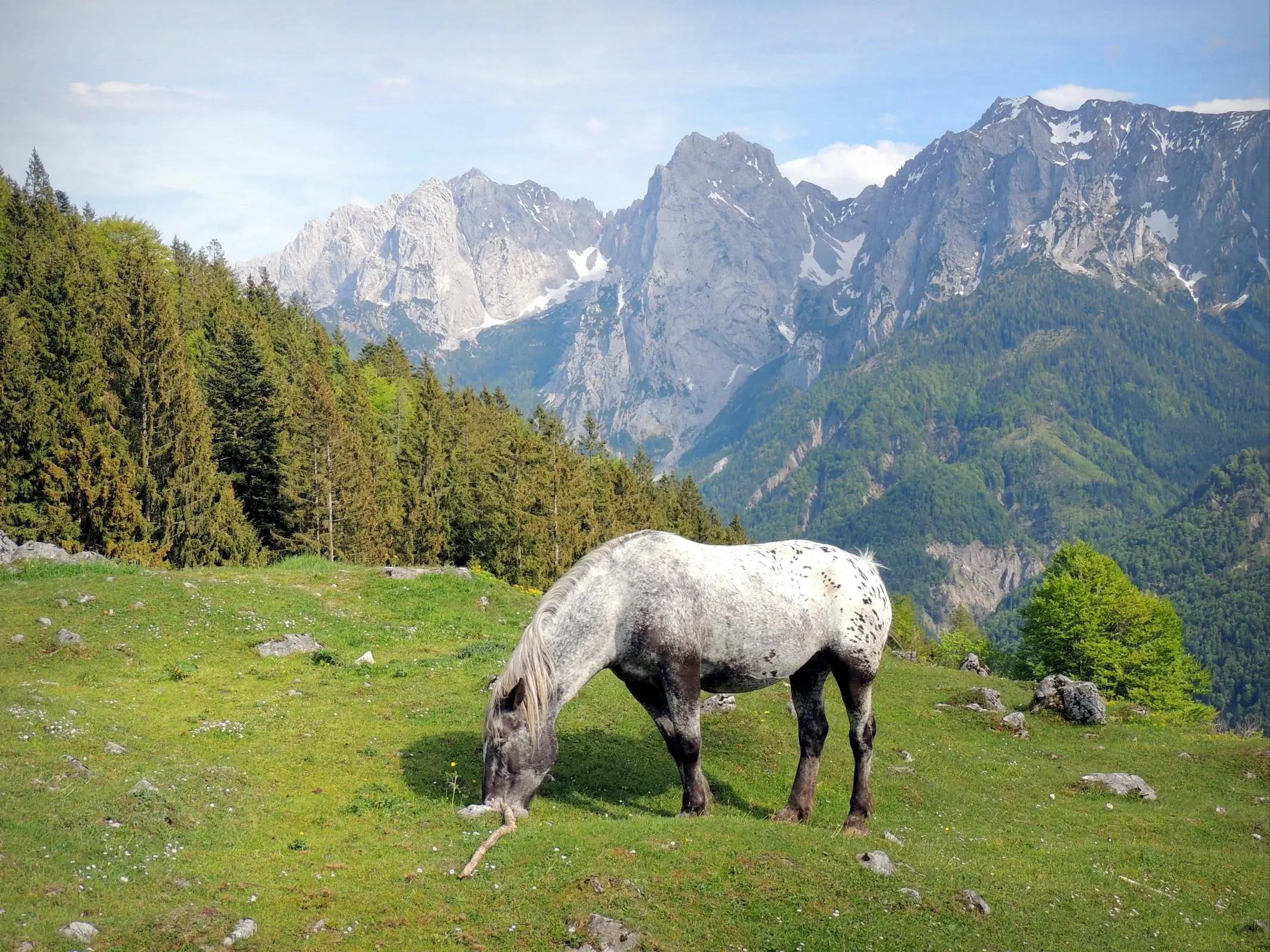 Noriker Horse