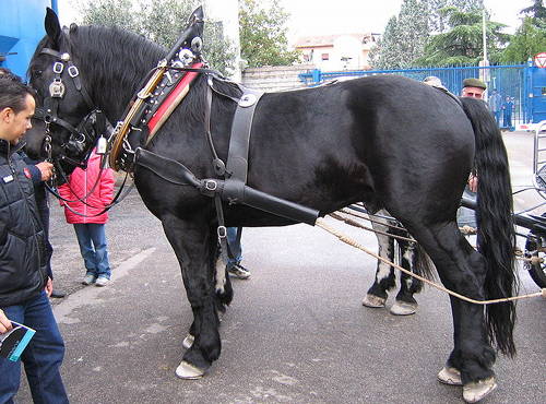 Noriker Horse