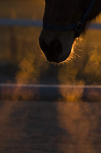Horse in Norway Horse in Norway
