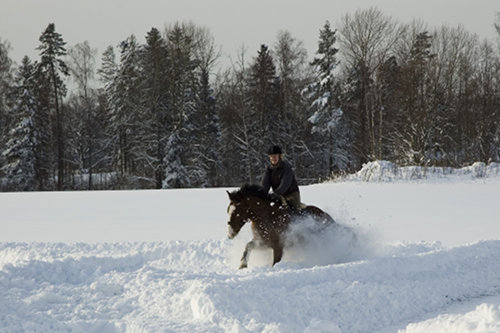 Horse in Norway Horse in Norway