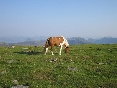 Horse in Norway