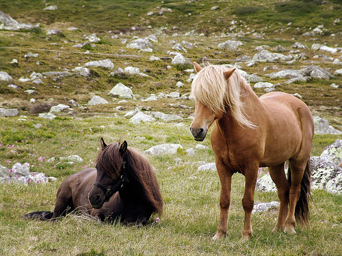 Horses in Norway Horses in Norway