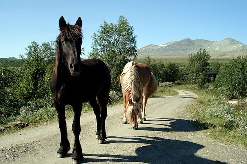 Horses in Norway Horses in Norway