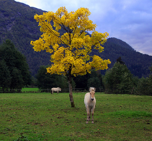 Horse in Norway Horse in Norway