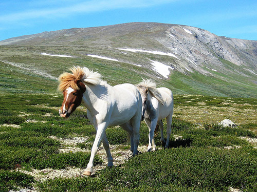 Horses in Norway