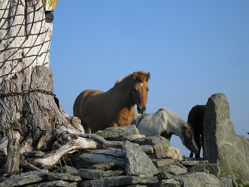 Horses in Norway Horses in Norway