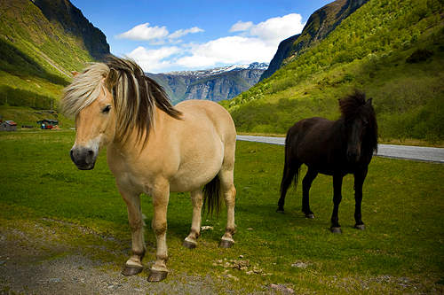 Horse in Norway Horse in Norway
