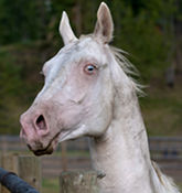 Not Albino