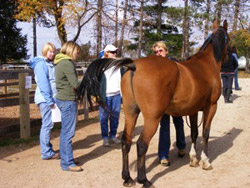 horse with equine nutritionist