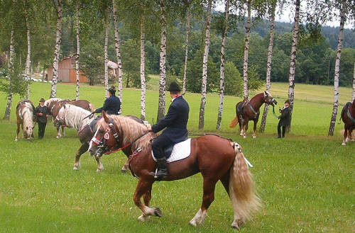 Oberlander Horse
