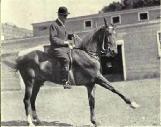 Equitation Image