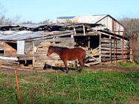 Horse and old stable