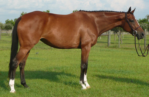 Oldenburg Horse Oldenburg Horse