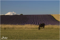 Horse near a field of Lavender