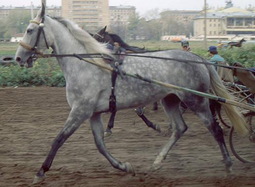 Orlov Trotter Horse