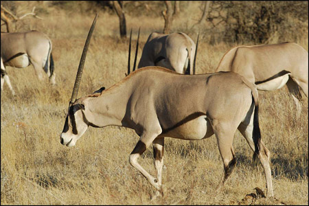 Oryx