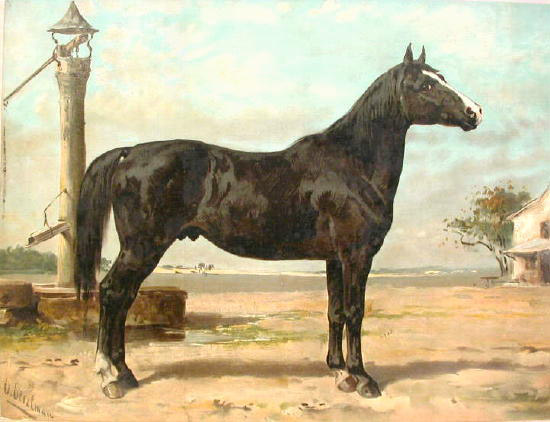 Hungarian horse