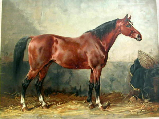 Mecklenburger horse