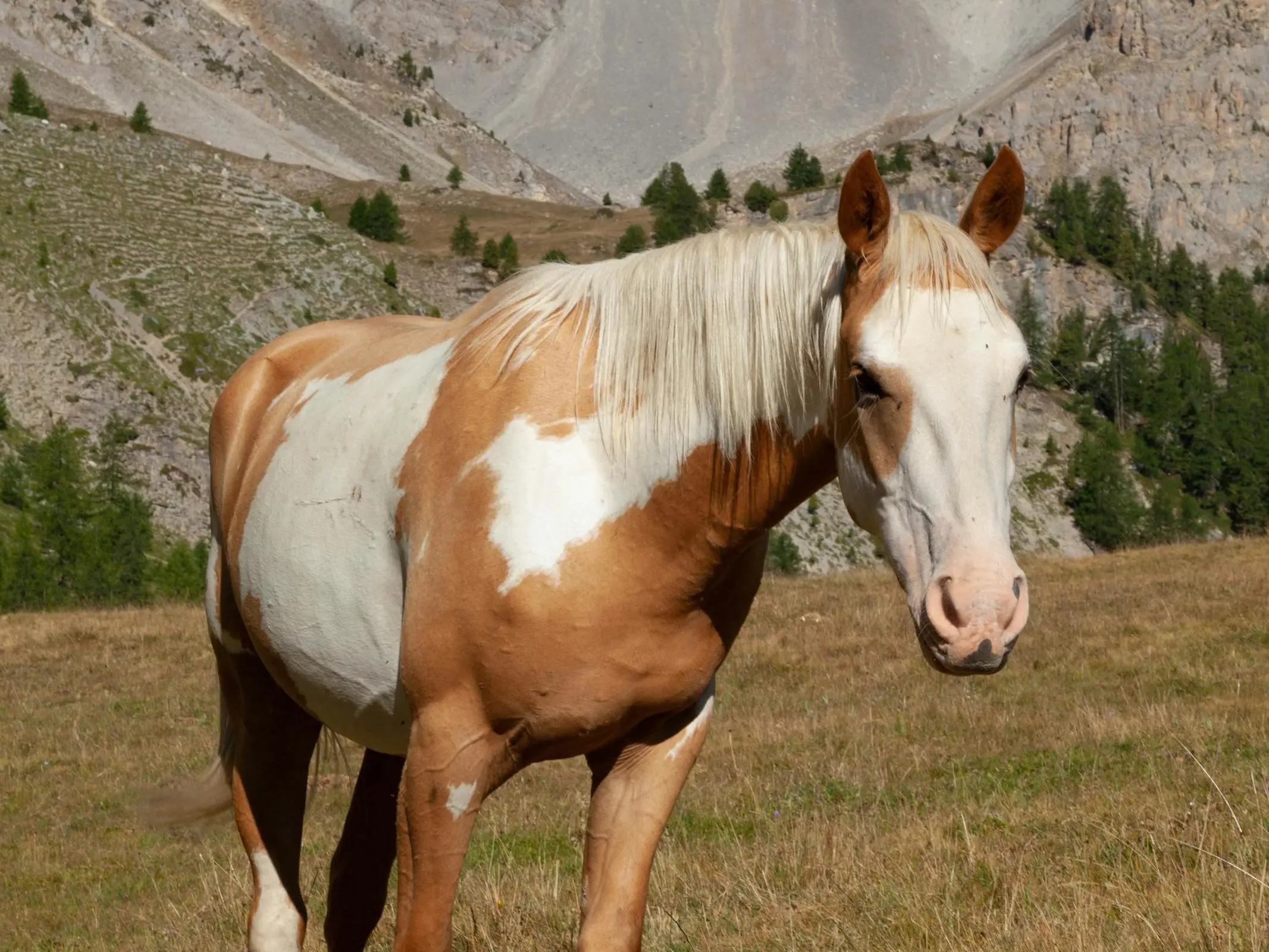Palomino overo pinto