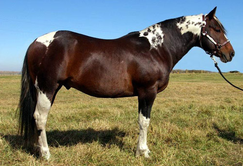 Paint Horse Paint Horse