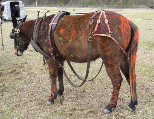 Real Horse Graffiti A horse painted with graffiti