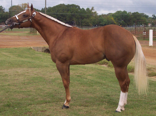 Palomino Horse