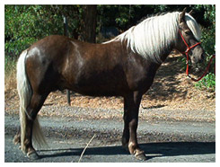 Dark Palomino Horse