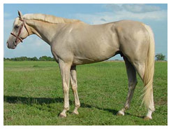 Light Palomino Horse