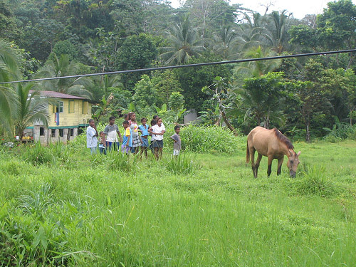 Horse in Panama