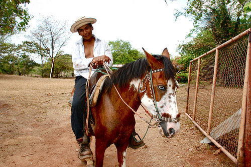 Panamanian Cowboy Horse in Panama