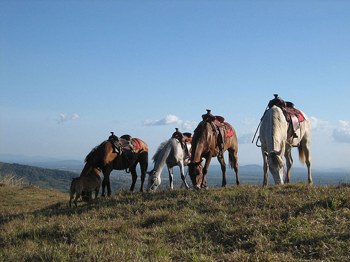 Horses in Panama Horses in Panama