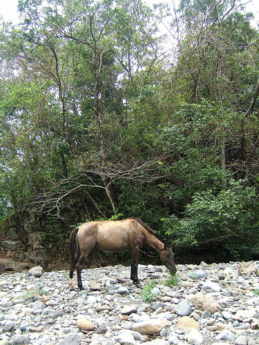 Horses in Panama Horses in Panama