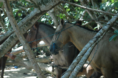 Horses in Panama Horses in Panama