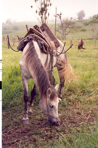 Horse in Panama Horse in Panama