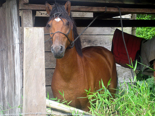 Horse at overnight farm in Panama Horse in Panama