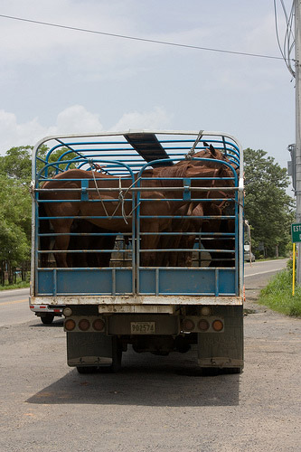 Horse in transport in Panama Horse in Panama