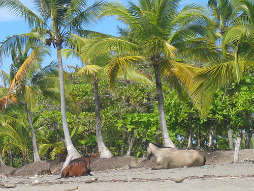 Horses on Playa Las Lajas Horses in Panama