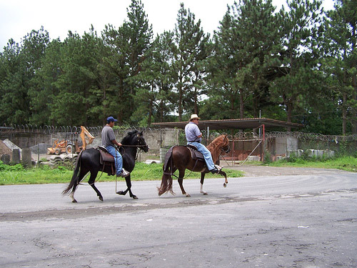 Horse in Doolin, Ireland Horse in Panama