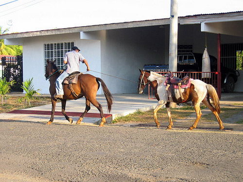 Horse in San Francisco, Panama Horse in Panama