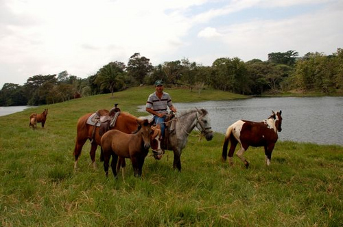 Horses in Panama Horses in Panama