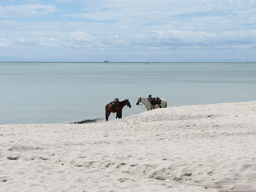 Horse on beach Decameron, Panama Horse in Panama