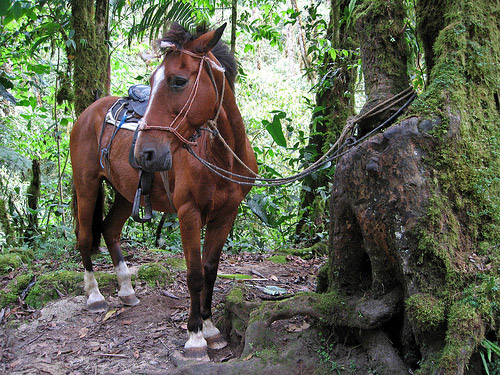 Horse in Panama Horse in Panama