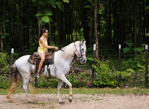 Horse in Panama Horse in Panama