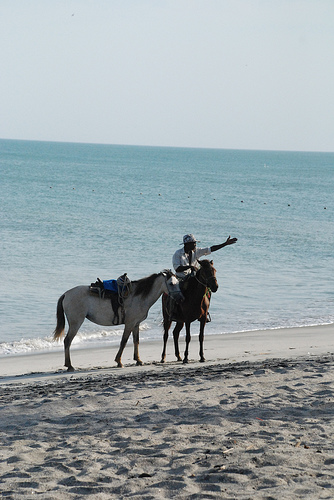 Horses in Panama Horses in Panama