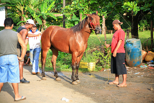 Horse in Panama Horse in Panama