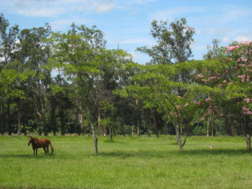 Horses in Paraguay