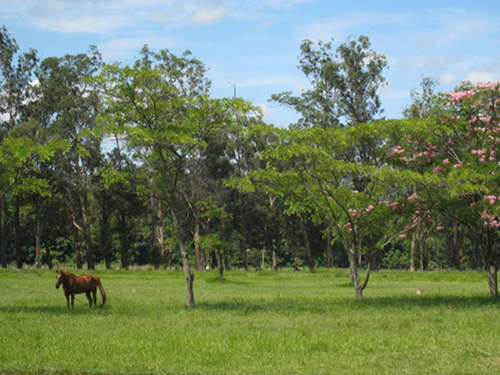 Horses in Paraguay Horses in Paraguay