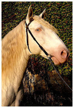 White horse with blue eyes